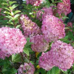 HYDRANGEA paniculata 'Sundae Fraise'® - Hortensia paniculé