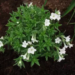 LITHODORA diffusa 'Alba' - Grémil