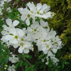 EXOCHORDA serratifolia 'Snow White' - Buisson de perles