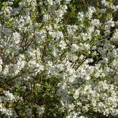 EXOCHORDA serratifolia 'Snow White - Buisson de perles