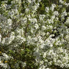 EXOCHORDA serratifolia 'Snow White' - Buisson de perles