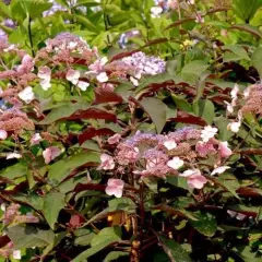 HYDRANGEA aspera 'Hot Chocolate' - Hortensia asperra brun