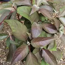 HYDRANGEA aspera 'Hot Chocolate' - Hortensia asperra brun