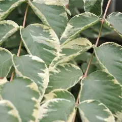 ARALIA elata 'Golden Umbrella' - Angélique en arbre