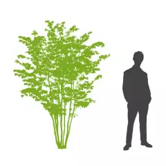 ARALIA elata 'Golden Umbrella' - Angélique en arbre
