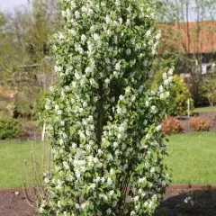 AMELANCHIER alnifolia 'Obelisk'® - Amélanhier à feuille d'aulne