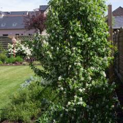 AMELANCHIER alnifolia 'Obelisk'® - Amélanhier à feuille d'aulne