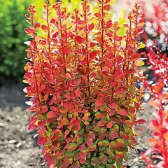 BERBERIS thunbergii 'Orange Rocket'® - Epine vinette de Thunberg