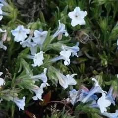 LITHODORA diffusa 'Cambridge Blue' - Grémil