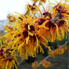 HAMAMELIS intermedia 'Orange Beauty' - Noisetier de Sorcière