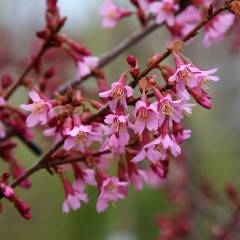 PRUNUS 'Okame' - Cerisier à fleurs