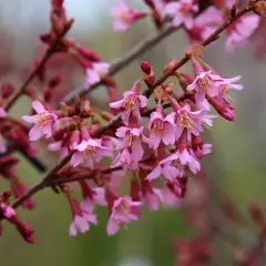 PRUNUS 'Okame' - Cerisier à fleurs