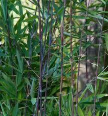 FARGESIA nitida 'Black Pearl' - Bambou non traçant, pour haie