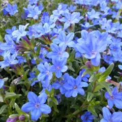 LITHODORA diffusa 'Heavenly Blue' - Grémil