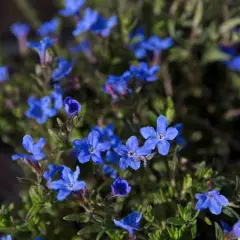 LITHODORA diffusa 'Heavenly Blue' - Grémil