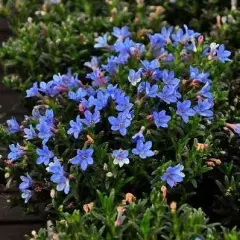 LITHODORA diffusa 'Heavenly Blue' - Grémil