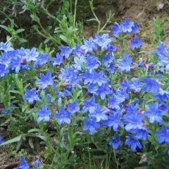 LITHODORA diffusa 'Heavenly Blue' - Grémil