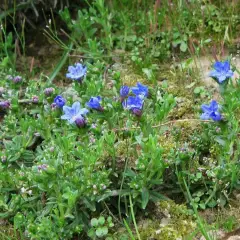 LITHODORA diffusa 'Heavenly Blue' - Grémil