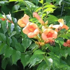 CAMPSIS radicans 'Indian Summer' - Bignone de Virginie