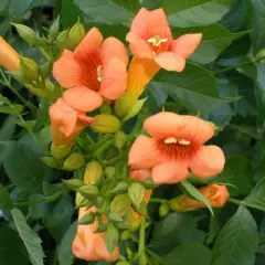 CAMPSIS radicans 'Indian Summer' - Bignone de Virginie