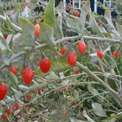 LYCIUM barbarum / Baies de Goji - Baies de Goji