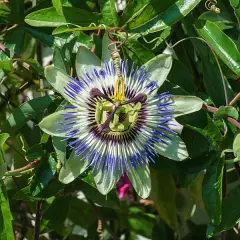 PASSIFLORA caruela - Passiflore