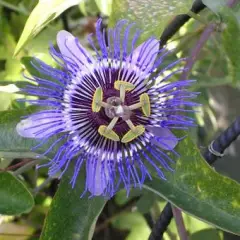 PASSIFLORA caruela 'Purple Haze' - Passiflore