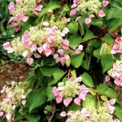 SCHIZOPHRAGMA hydrangeoides 'Rose Sensation'® - Hortensia grimpant 'Rose Sensation'®