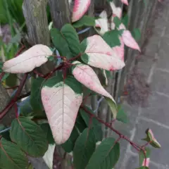 ACTINIDIA tetramera maloides