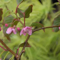 ACTINIDIA tetramera maloides