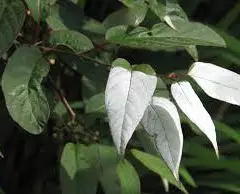 ACTINIDIA tetramera maloides