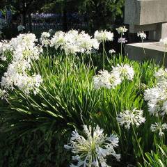 AGAPANTHUS 'White Baby' - Agapanthe blanche