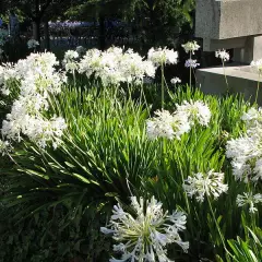 AGAPANTHUS 'White Baby' - Agapanthe