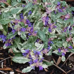 AJUGA reptans 'Sparkler' - Bugle rampant