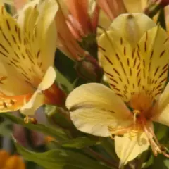 ALSTROEMERIA 'Layon' - Alstroémère, Lys des Incas