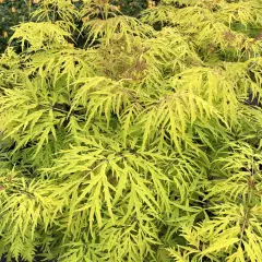 SAMBUCUS nigra 'Lemony Lace'® - Sureau à grappes doré