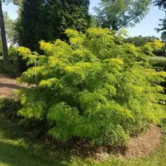 SAMBUCUS nigra 'Lemony Lace'® - Sureau à grappes