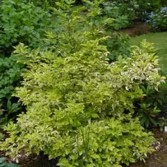 SAMBUCUS nigra 'Madonna'® - Sureau noir