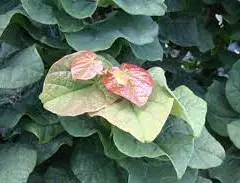 CERCIS canadensis 'Little Woody' - Arbre de Judée, gainier du Canada rouge