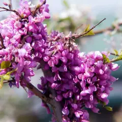 CERCIS canadensis 'Little Woody' - Arbre de Judée, gainier du Canada rouge