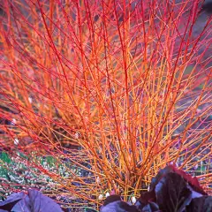 CORNUS alba 'Winter Orange' - Cornouiller blanc