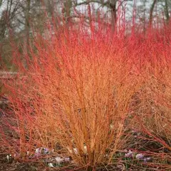 CORNUS alba 'Winter Orange' - Cornouiller blanc