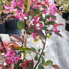 MALUS toringo 'Freja' - Pommier d'orenment 'Freja'