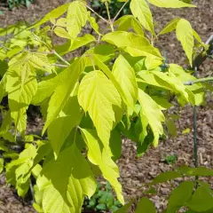 ACER negundo 'kelly's Gold' - Erable à feuilles de frêne doré