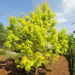 ACER negundo 'kelly's Gold' - Erable à feuilles de frêne doré