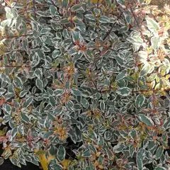 ABELIA Grandiflora 'Tricolor Charm'®