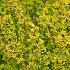 BERBERIS thunbergii 'Maria'® - Epine vinette de Thunberg