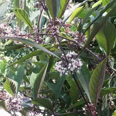 CALLICARPA Kwangtungensis - Arbre aux bonbons