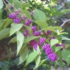 CALLICARPA Kwangtungensis - Arbre aux bonbons