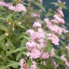 CARYOPTERIS clandonensis 'Stephi'® - Spiréé Bleue